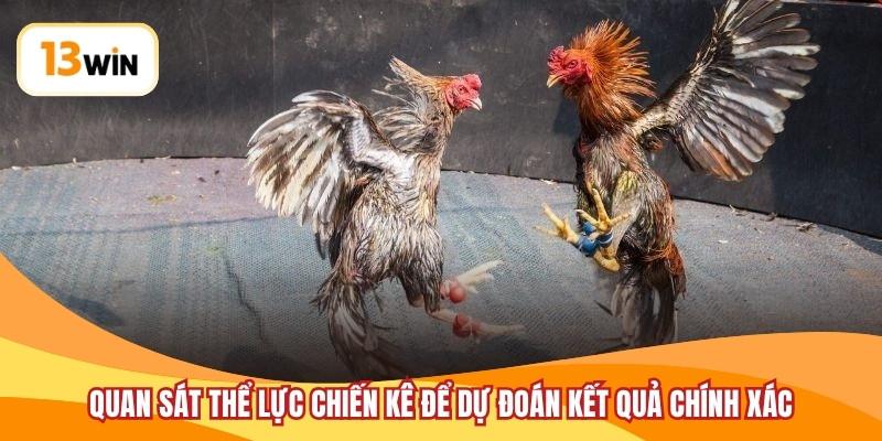 Quan sát thể lực chiến kê để dự đoán kết quả chính xác